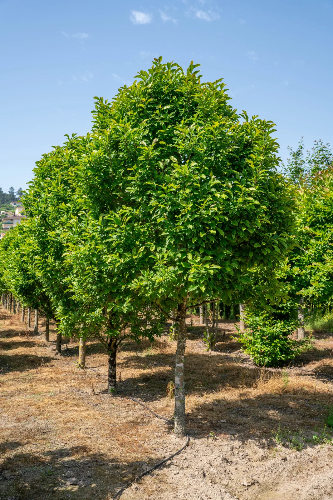 Magnolia susan