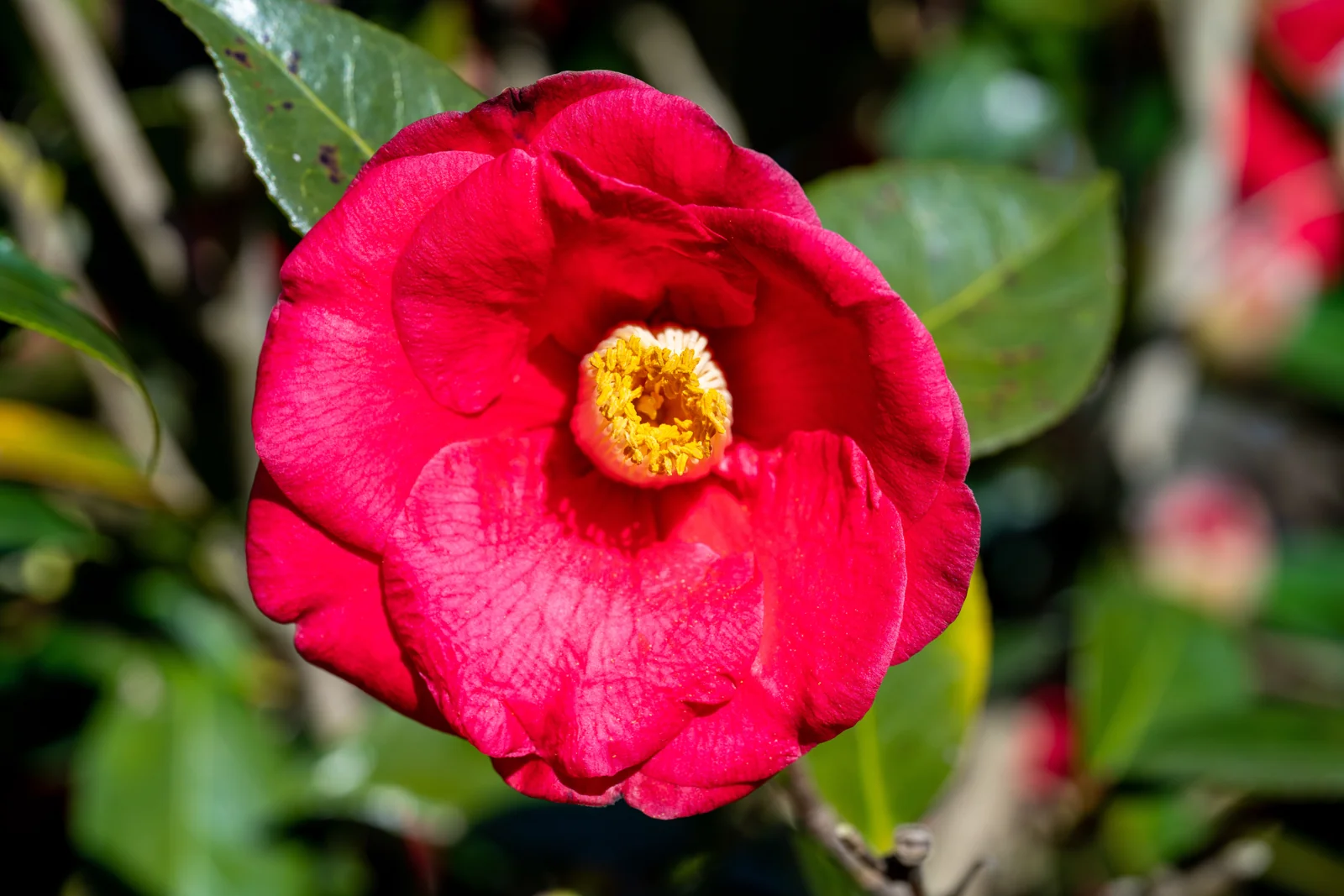 Camellia japonica