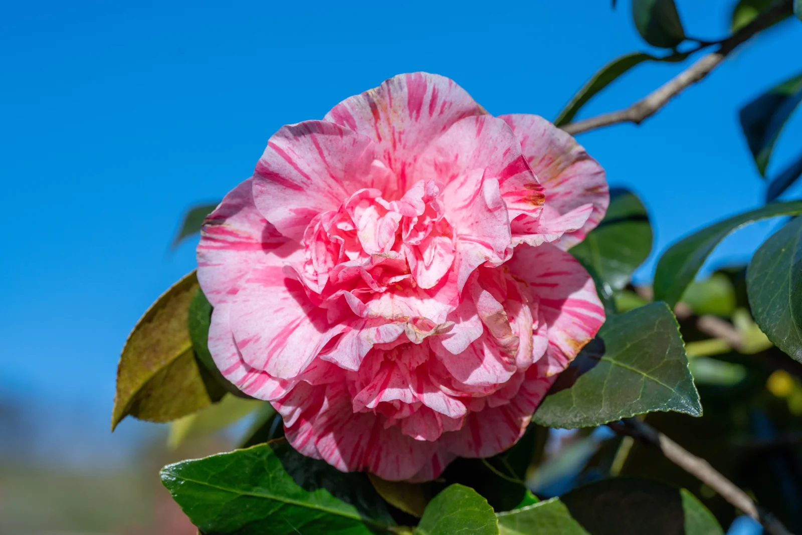 Camellia japonica