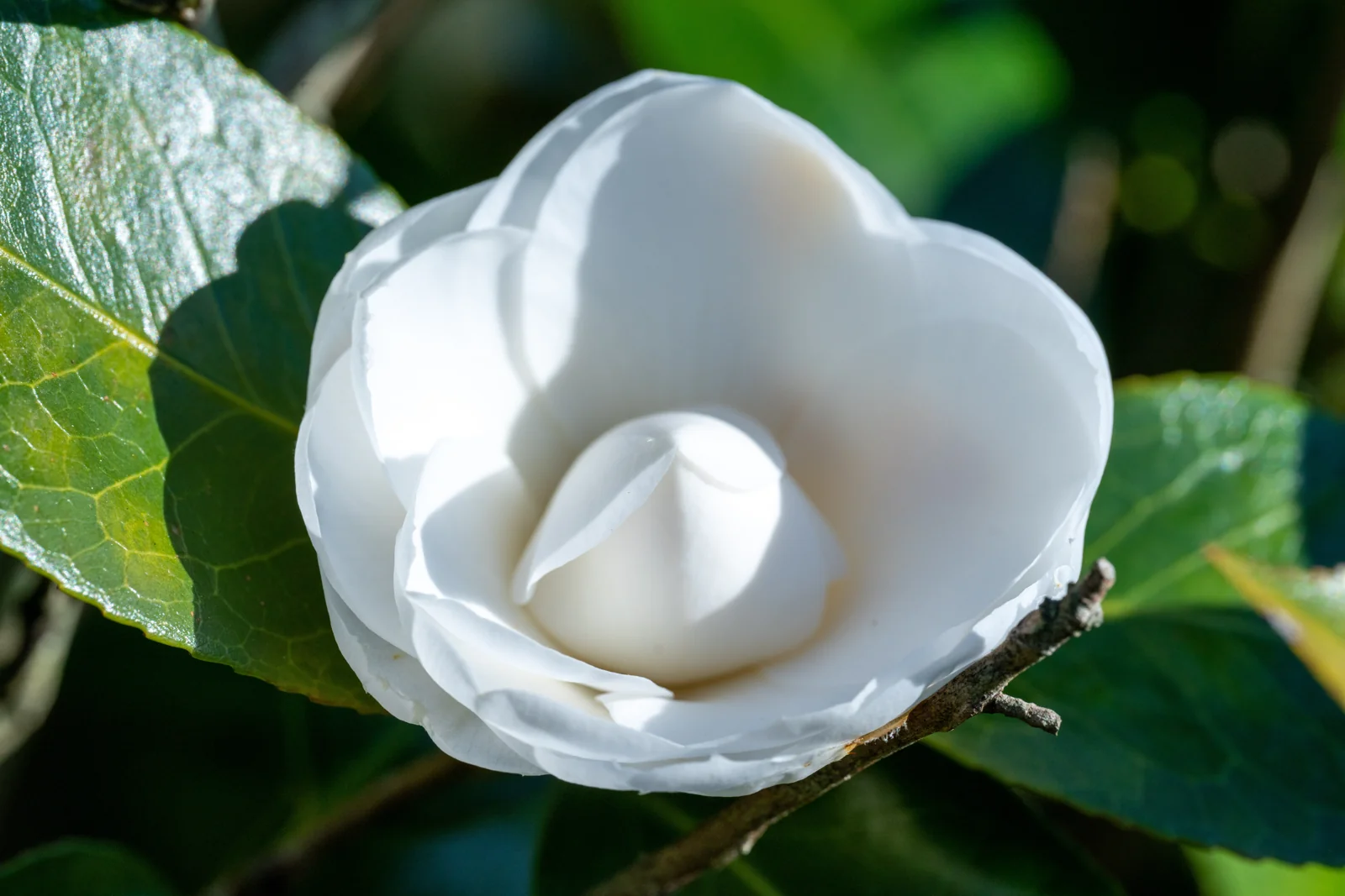 Camellia japonica