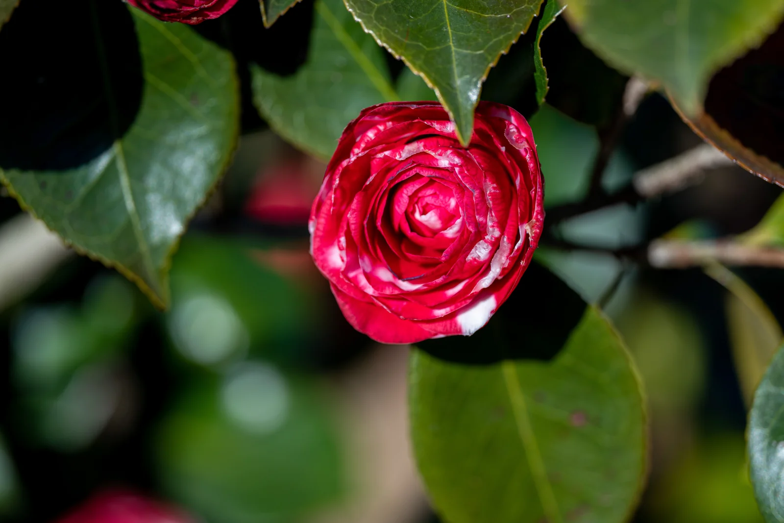 Camellia japonica