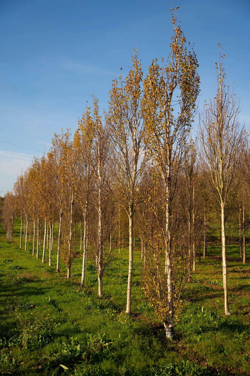 Betula pendula 'Fastigiata'
