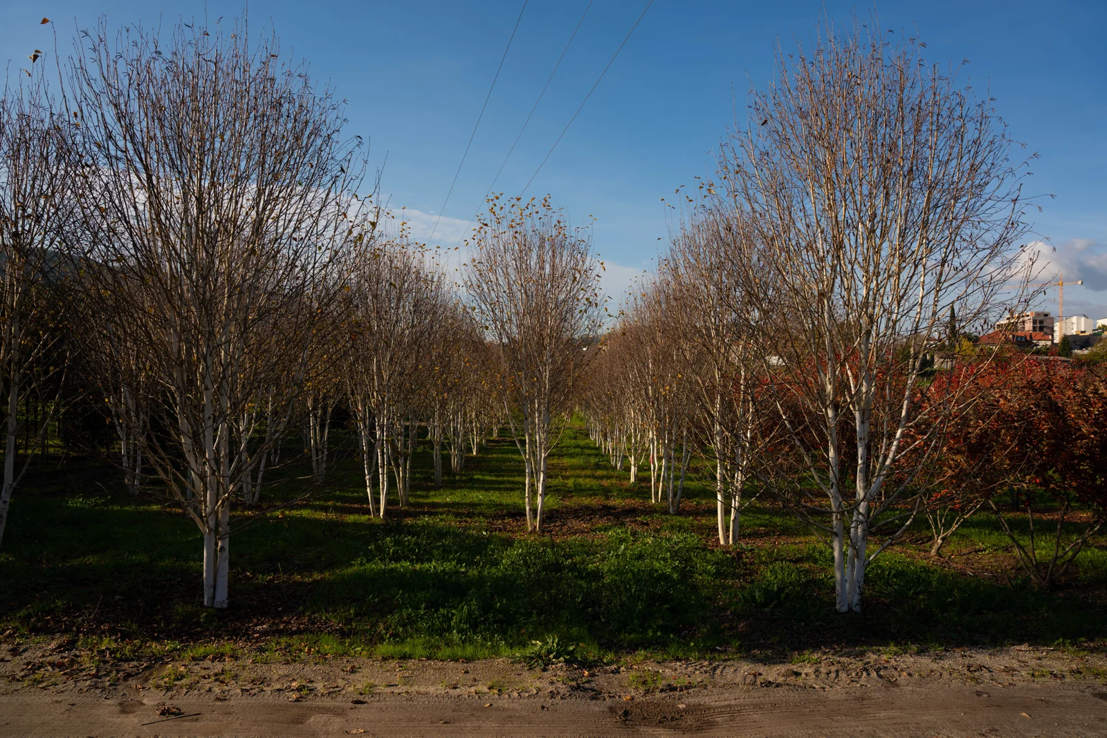 Betula utilis 'Jacquemontii'