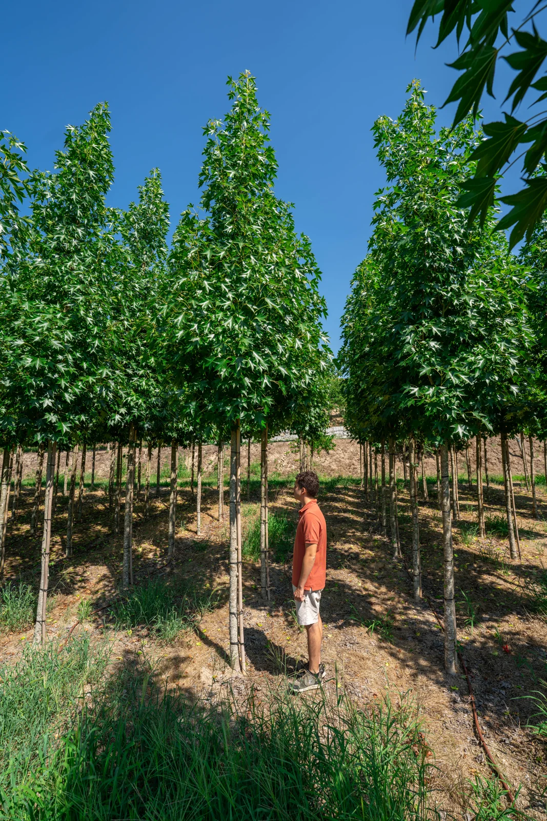Liquidambar styraciflua 'Paarl'