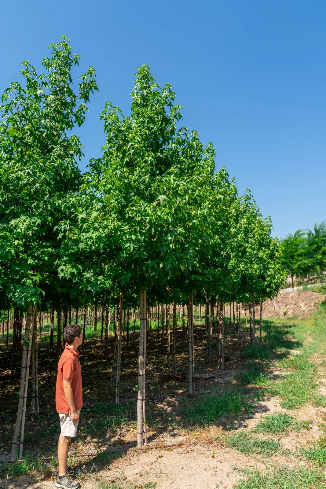Liquidambar styraciflua