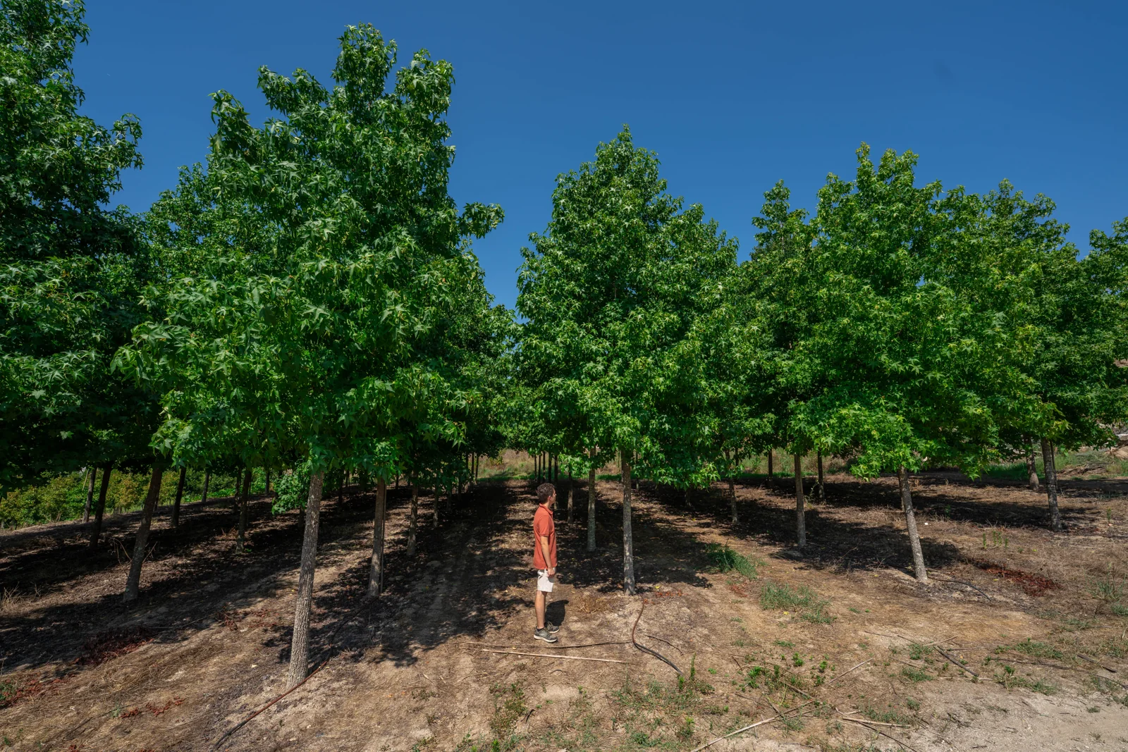 Liquidambar styraciflua