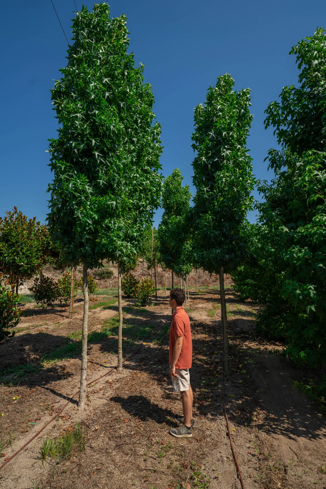 Liquidambar styraciflua 'Slender Silhouette'
