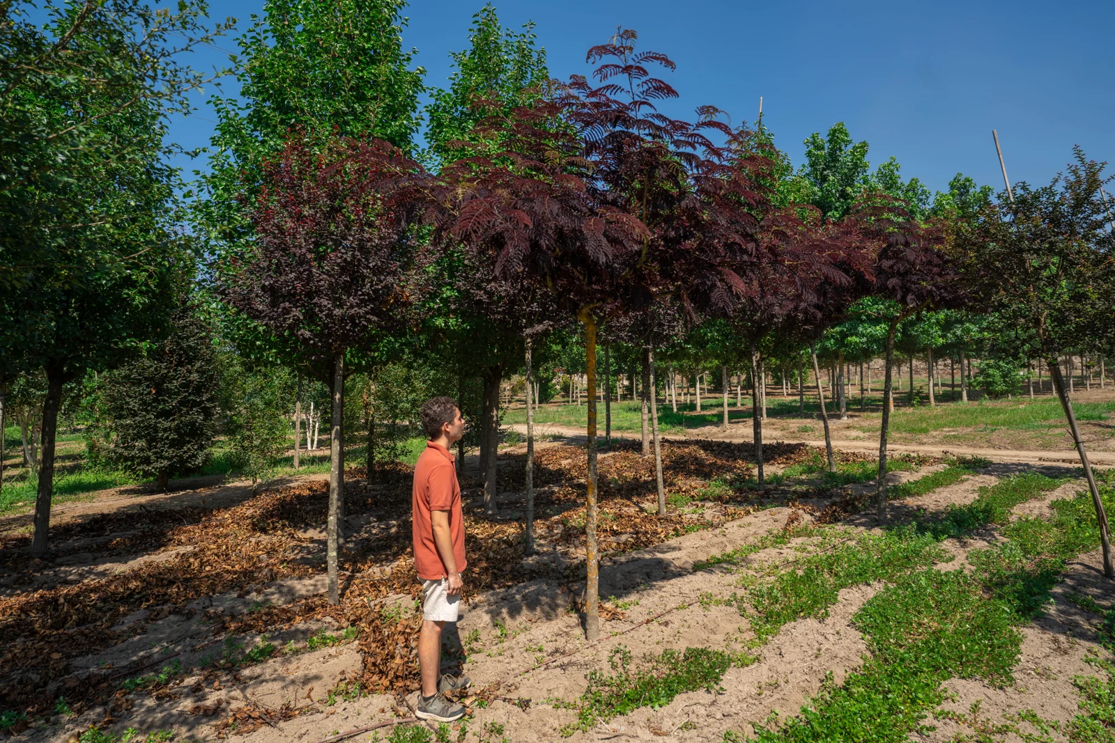 Albizia julibrissin 'Summer Chocolate'
