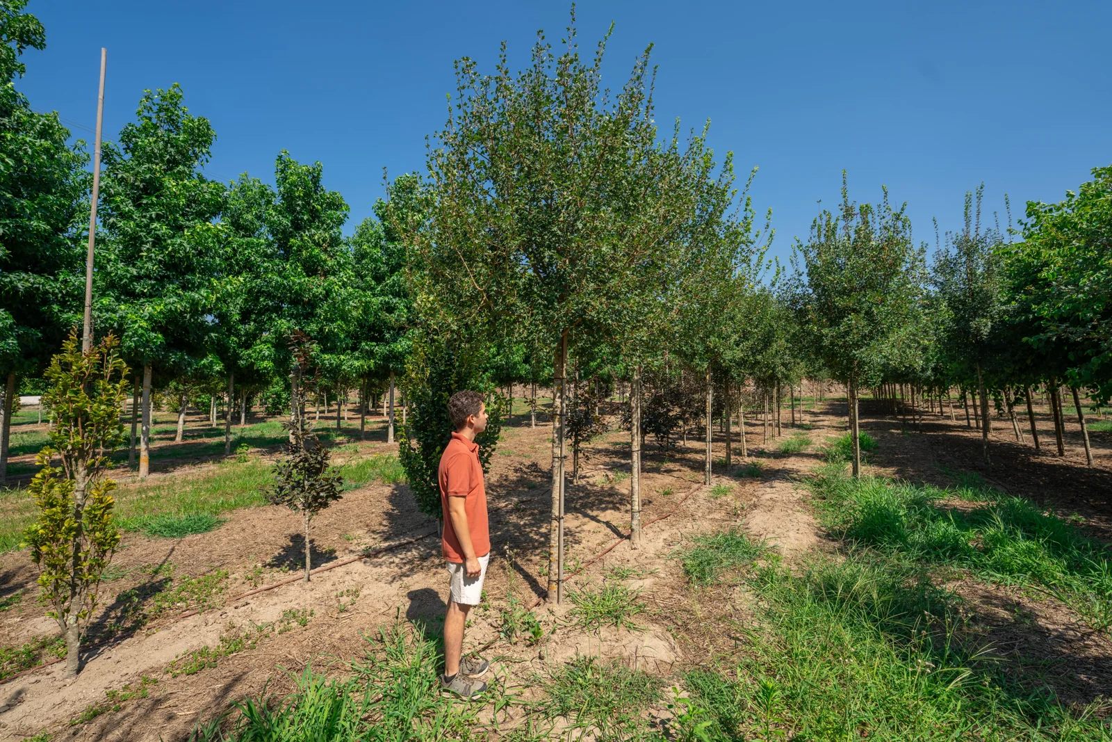 Acer monspessulanum
