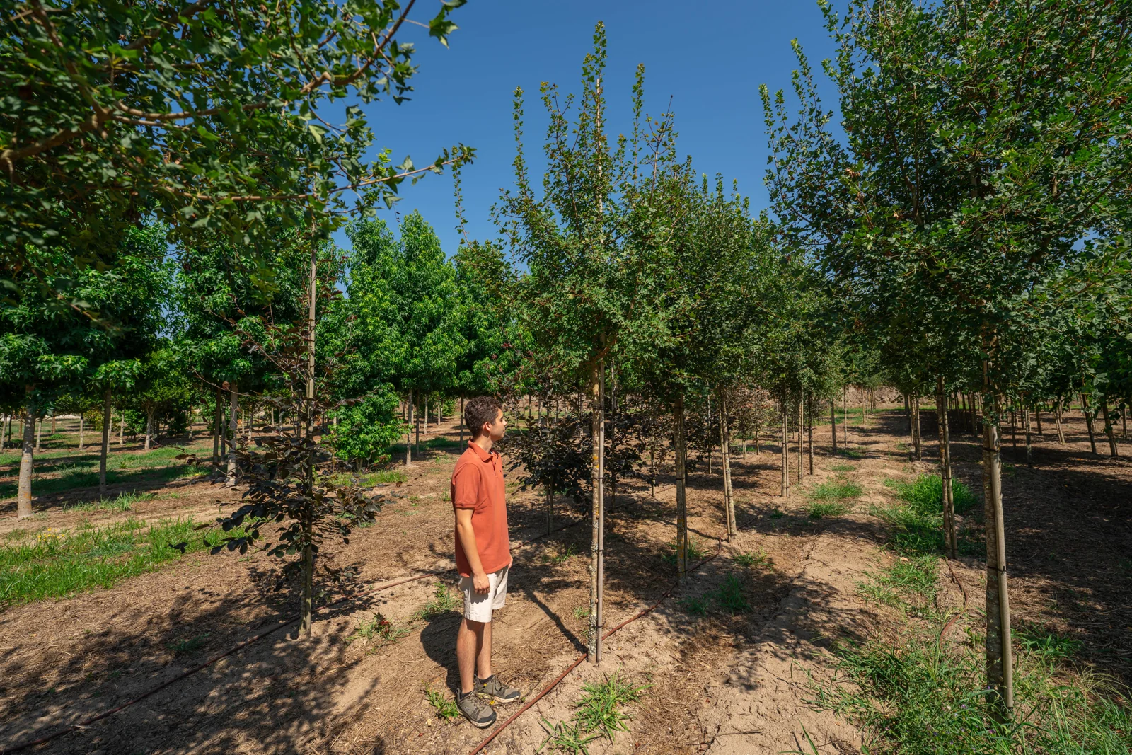 Acer monspessulanum