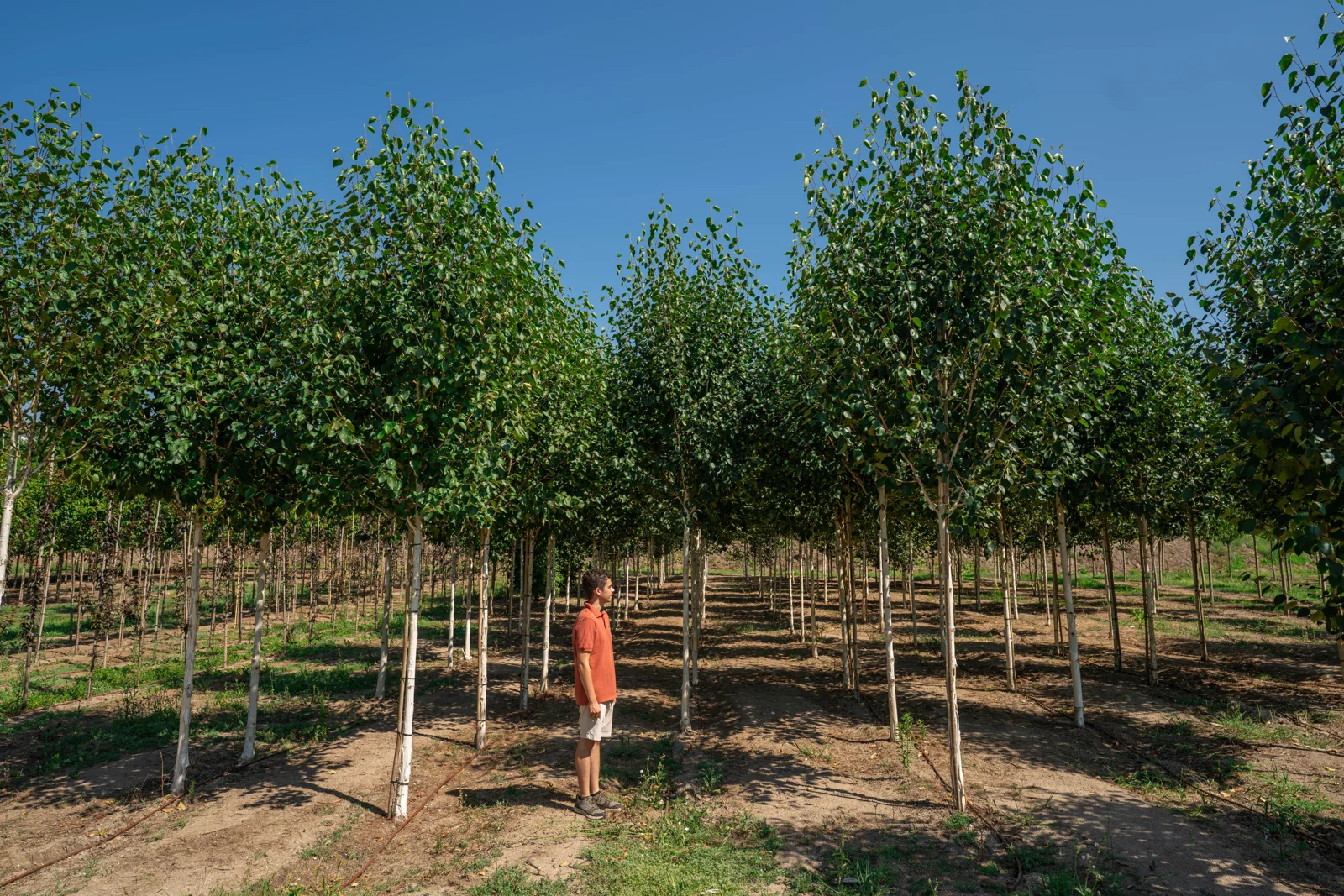 Betula utilis 'Jacquemontii'