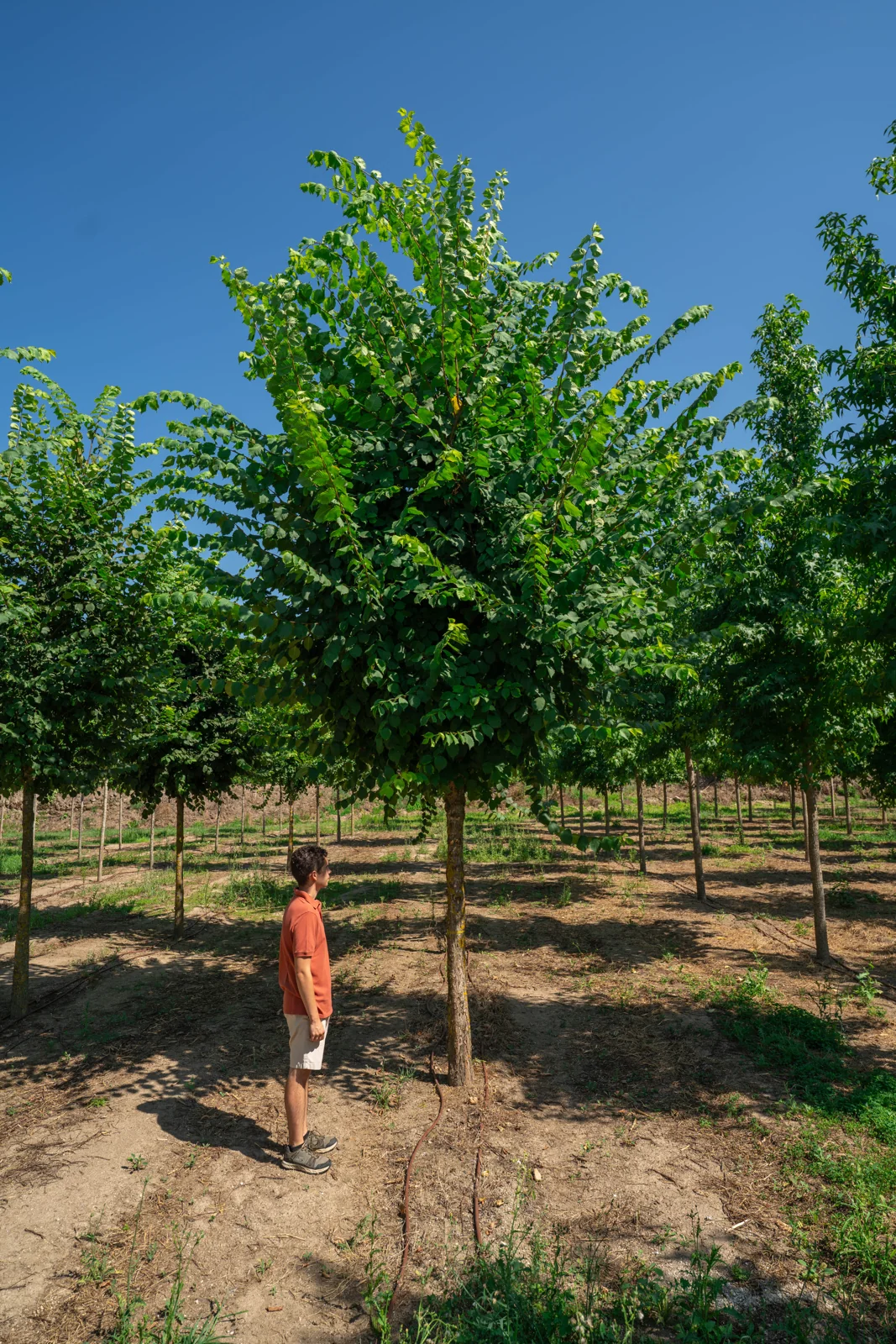 Ulmus glabra