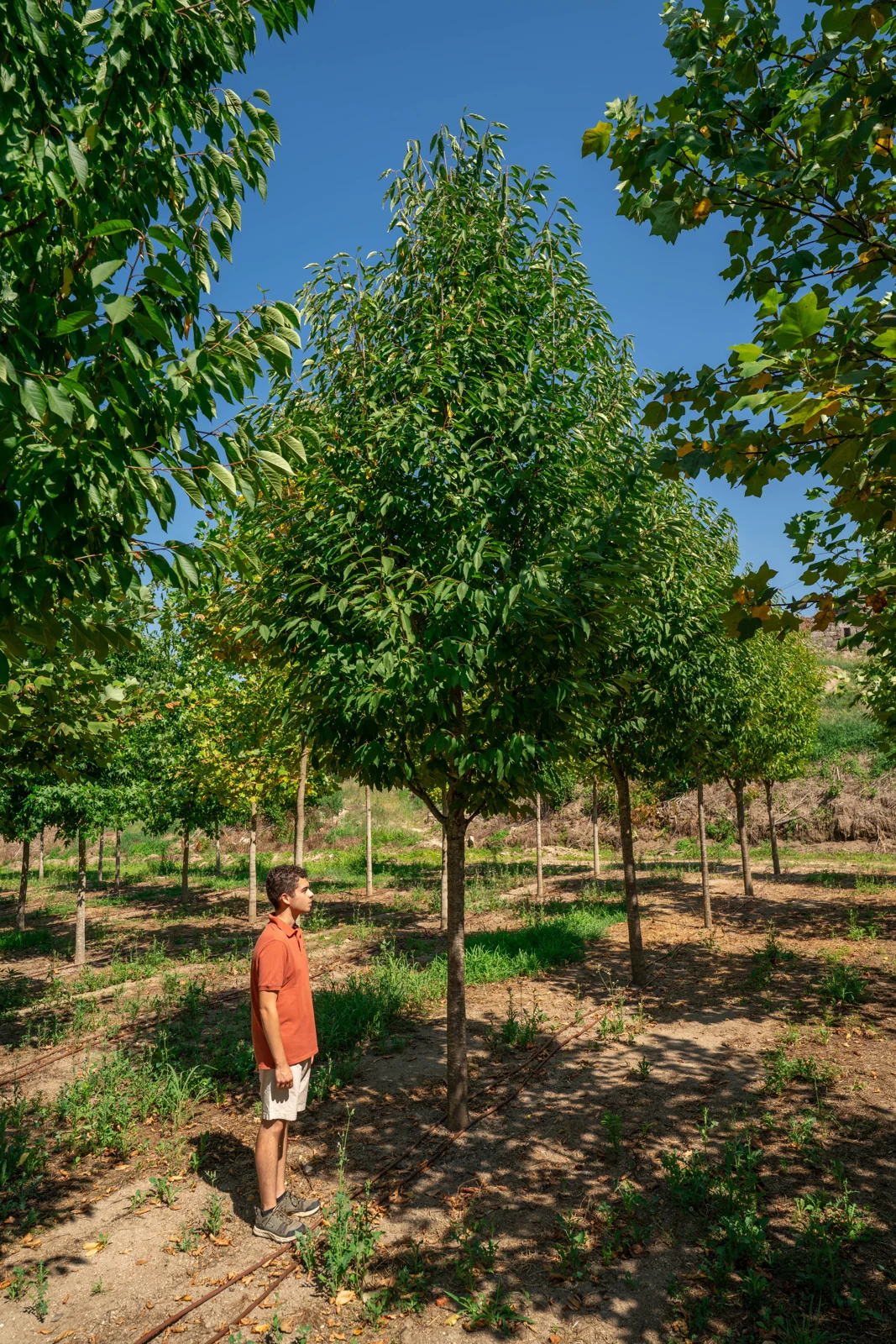 Prunus avium 'Plena