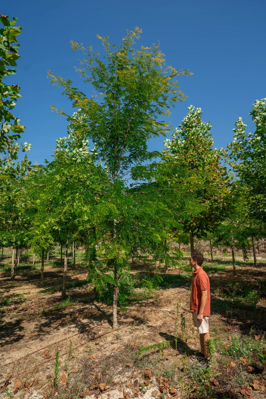 Gleditsia triacanthos 'Sunburst'