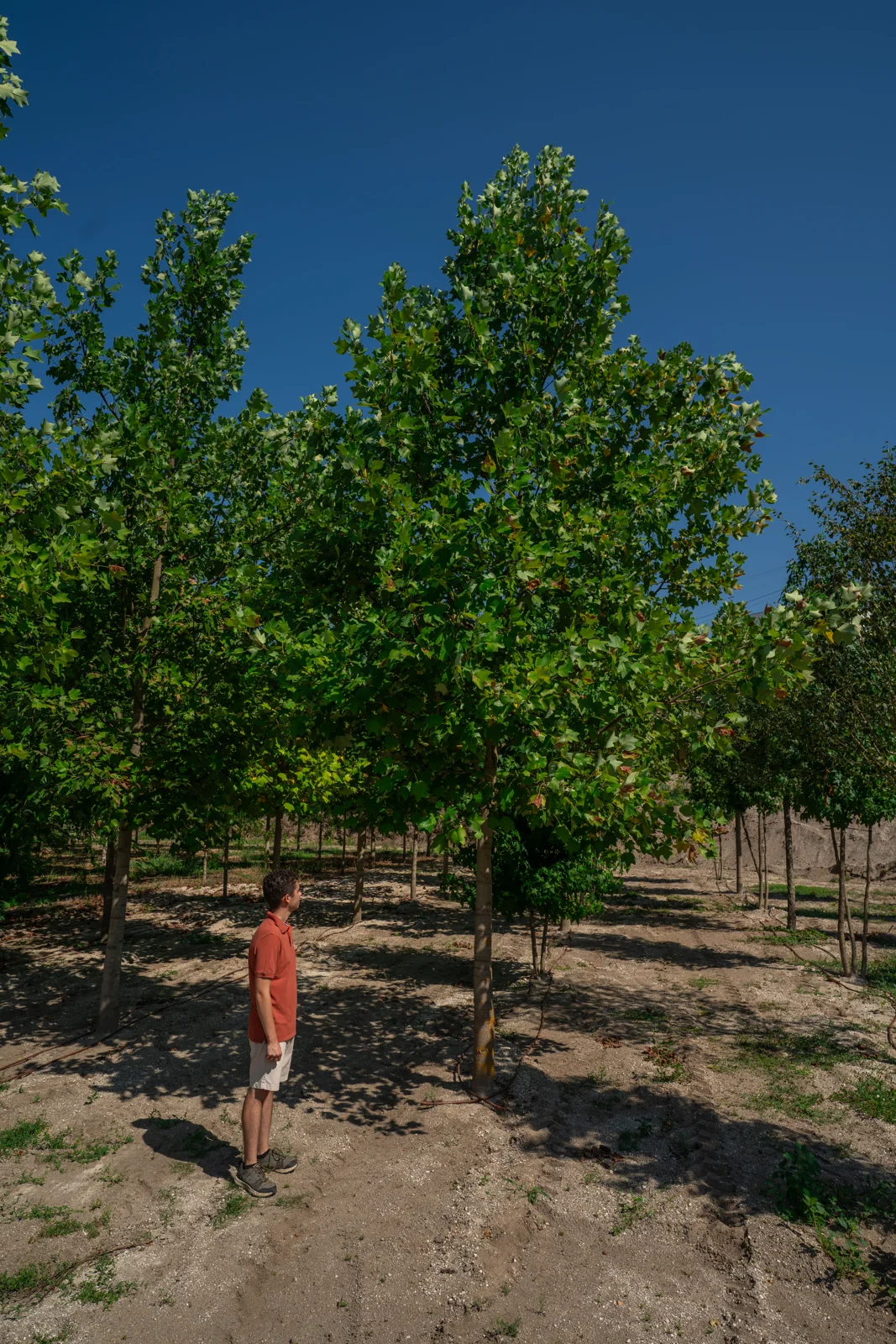 Liriodendron tulipifera