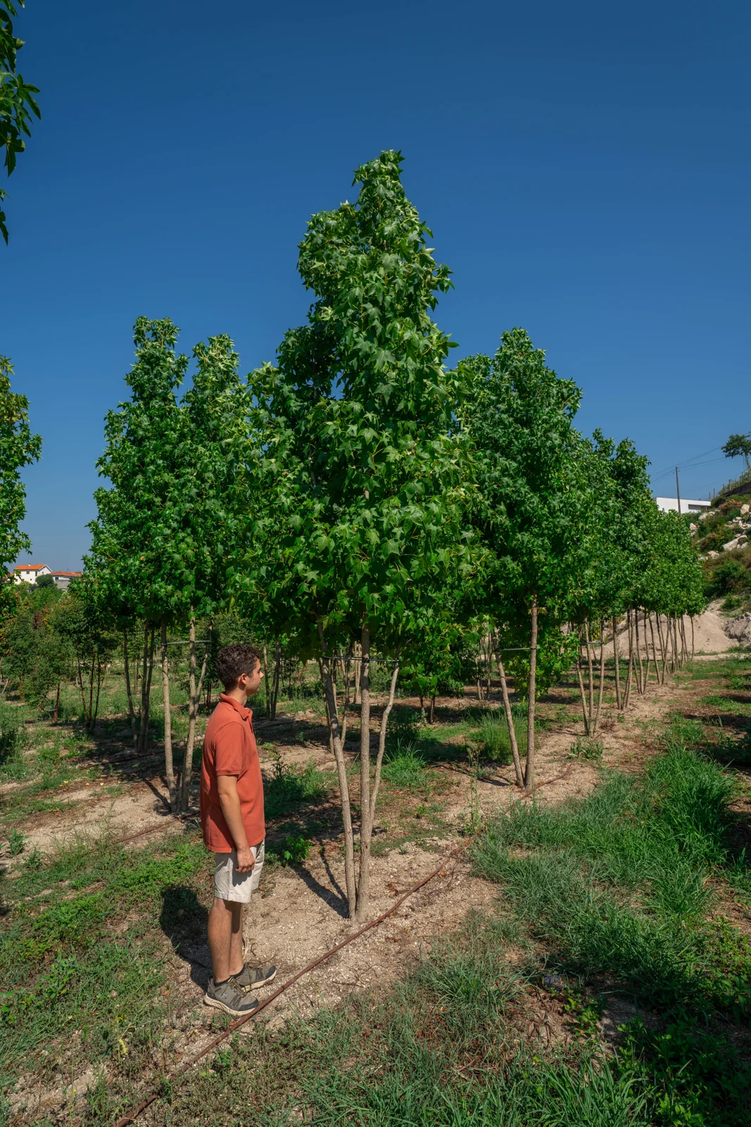Liquidambar styraciflua