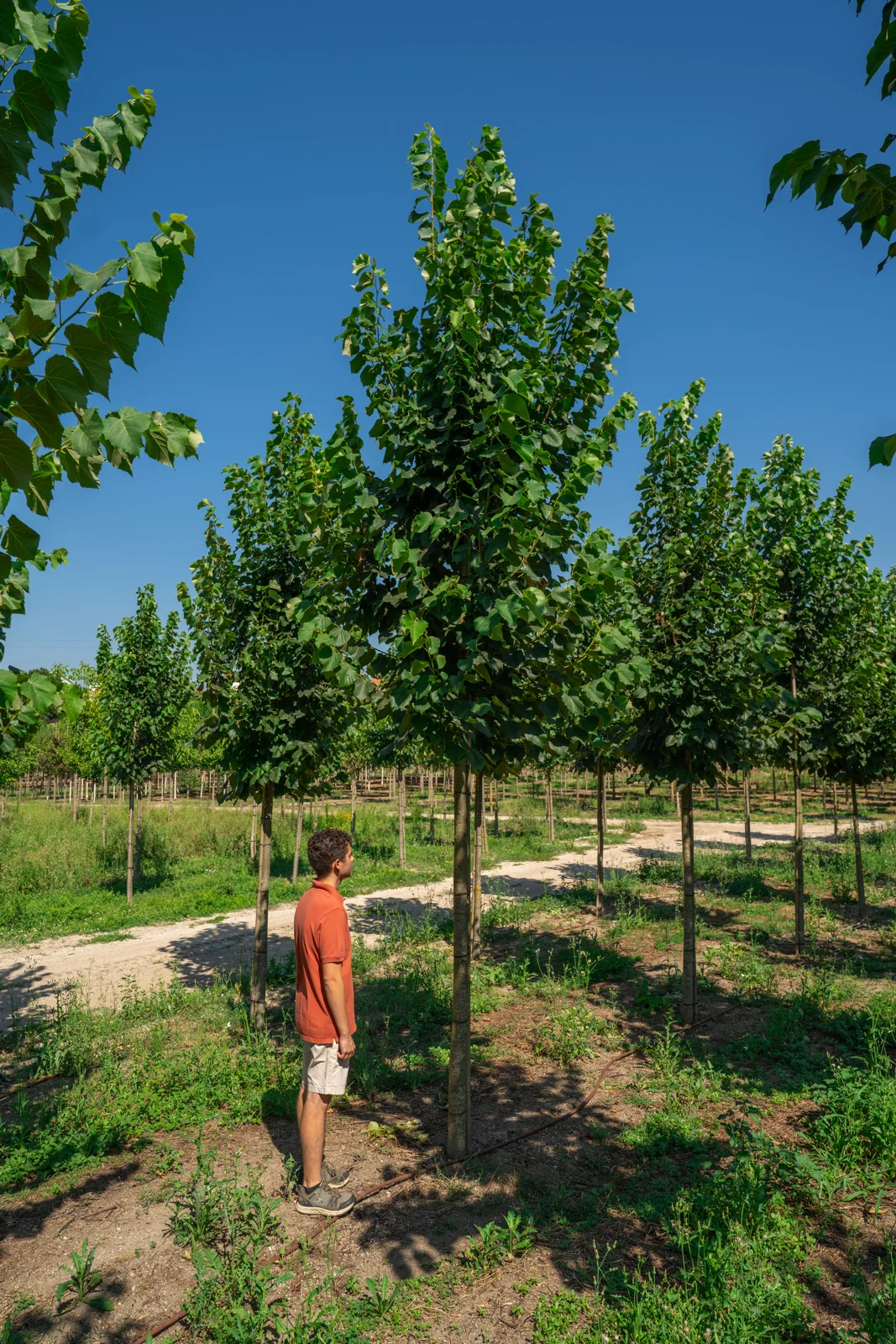 Tilia tomentosa