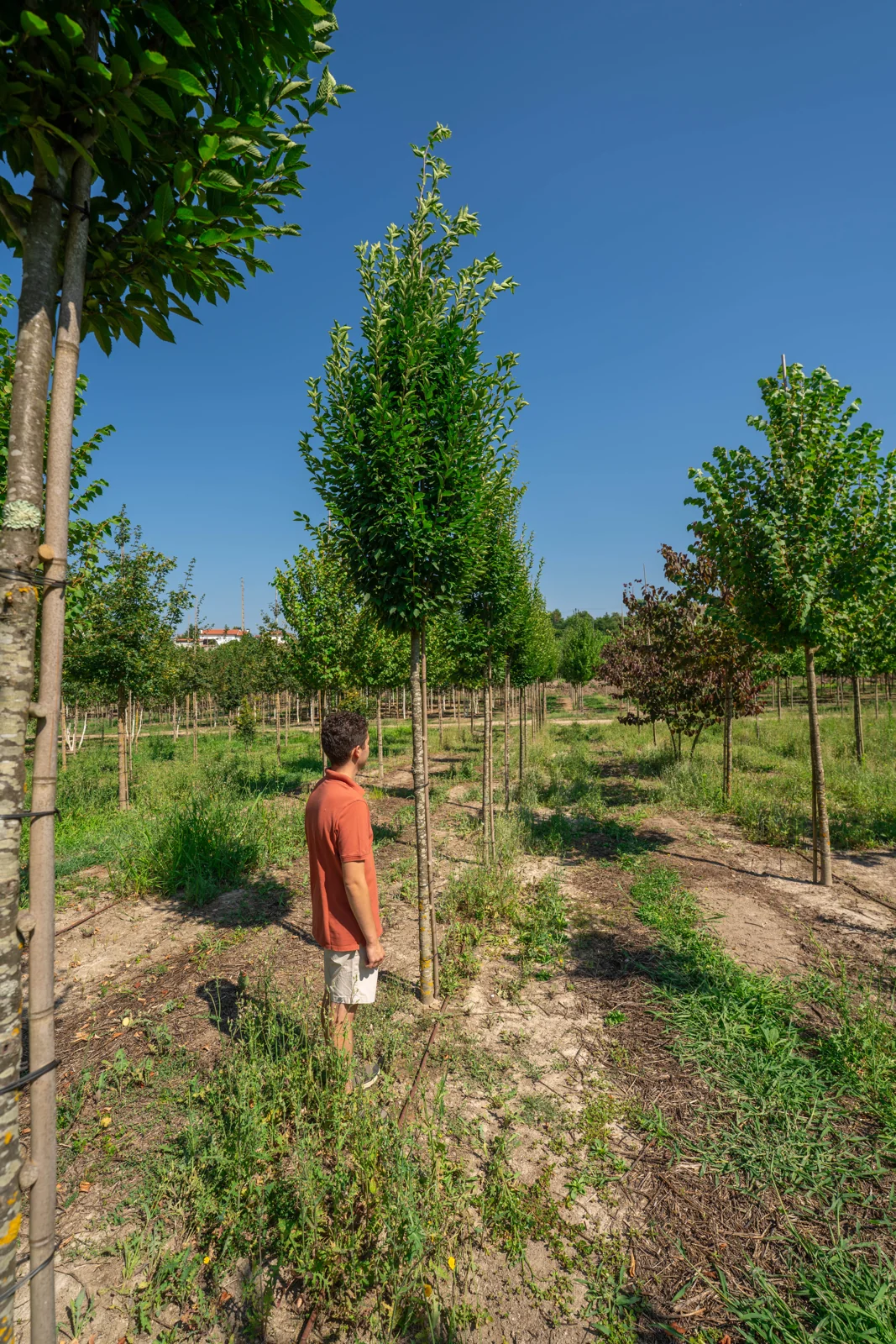 Carpinus betulus 'Fastigiata'