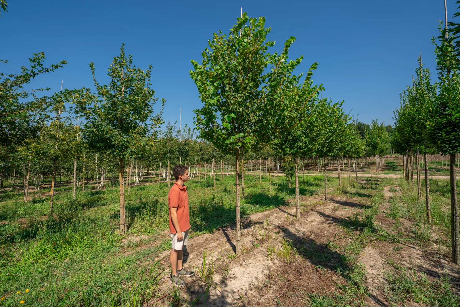 Tilia cordata 'Winter Orange'