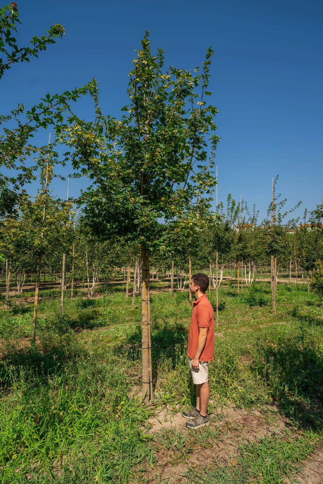 Acer campestre 'Elsrijk'