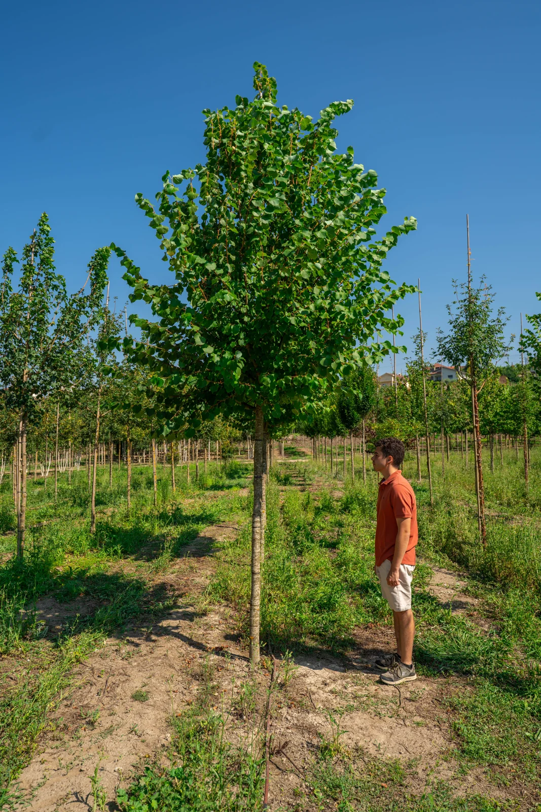 Tilia cordata 'Winter Orange'