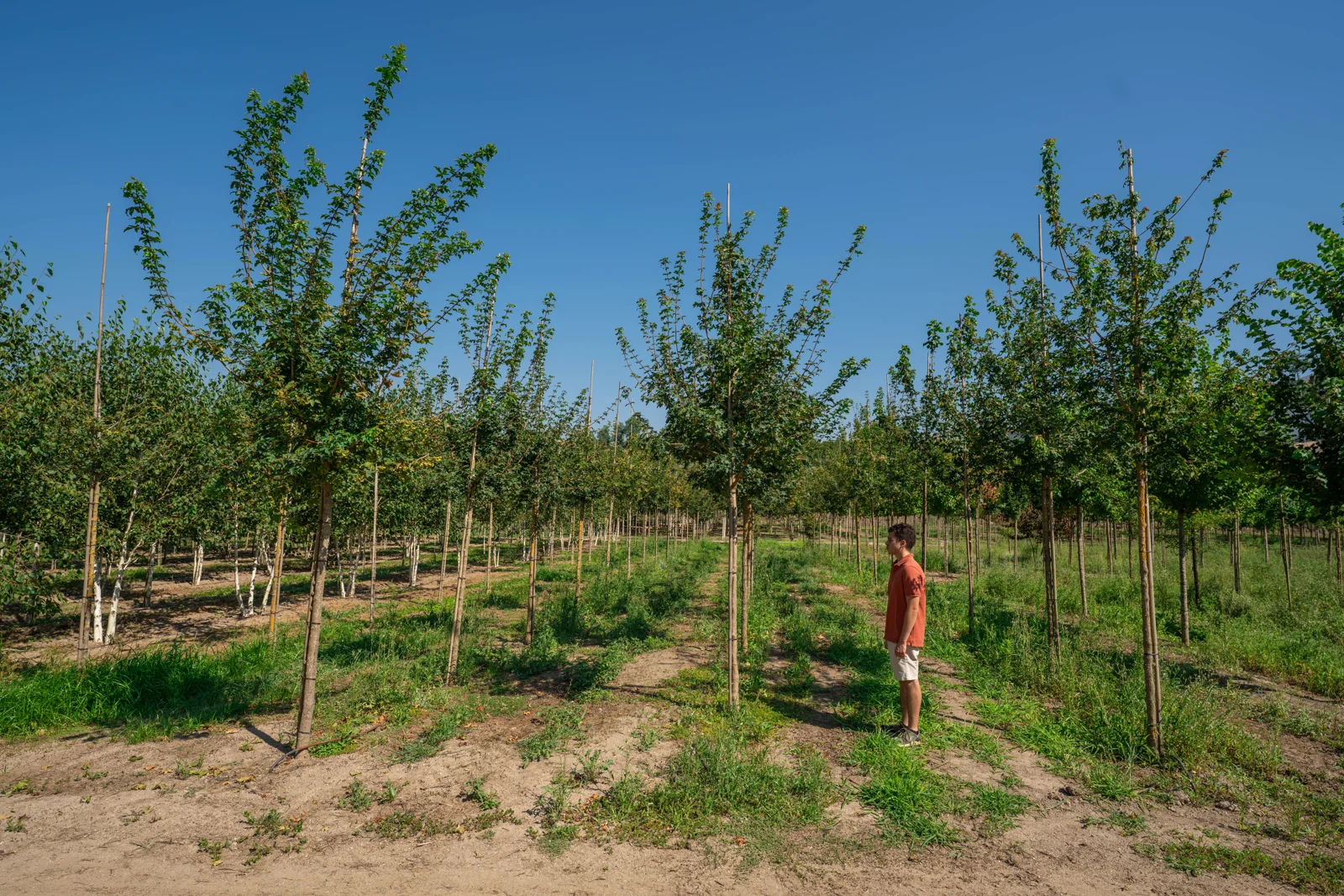 Acer campestre 'Elsrijk'