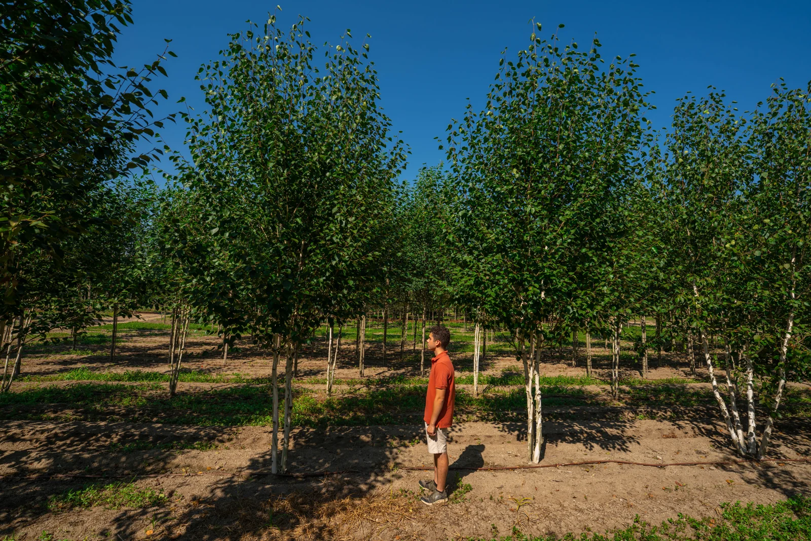 Betula utilis 'Jacquemontii'