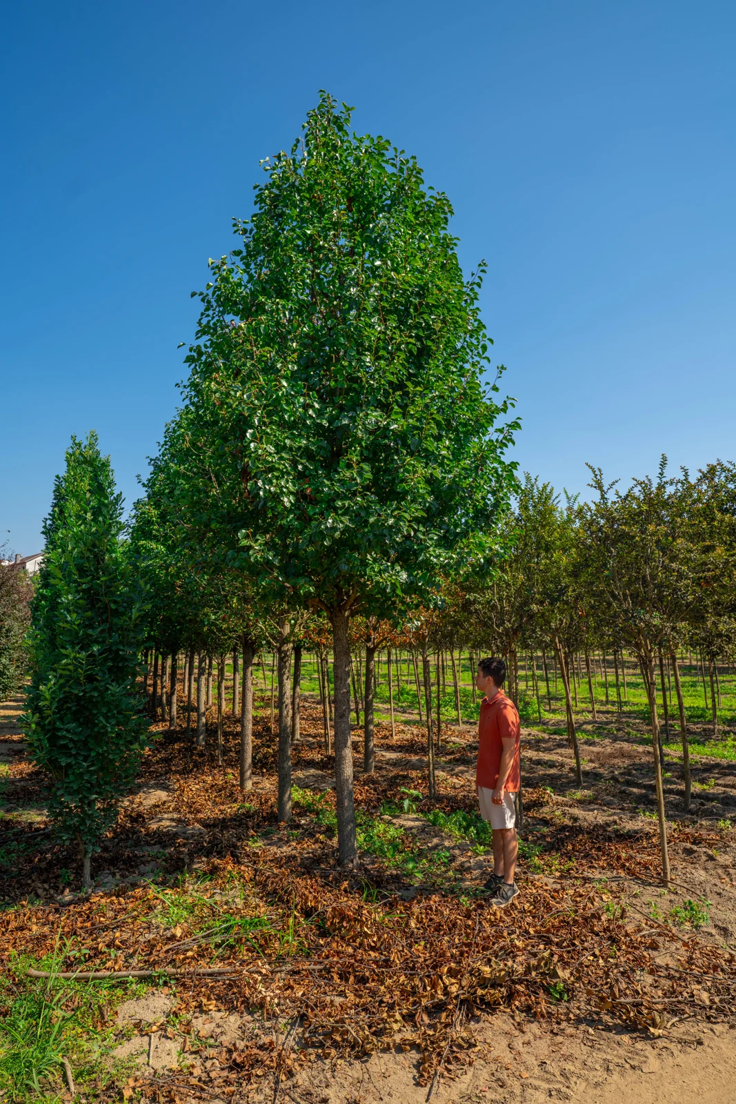 Pyrus calleryana 'Chanticleer'