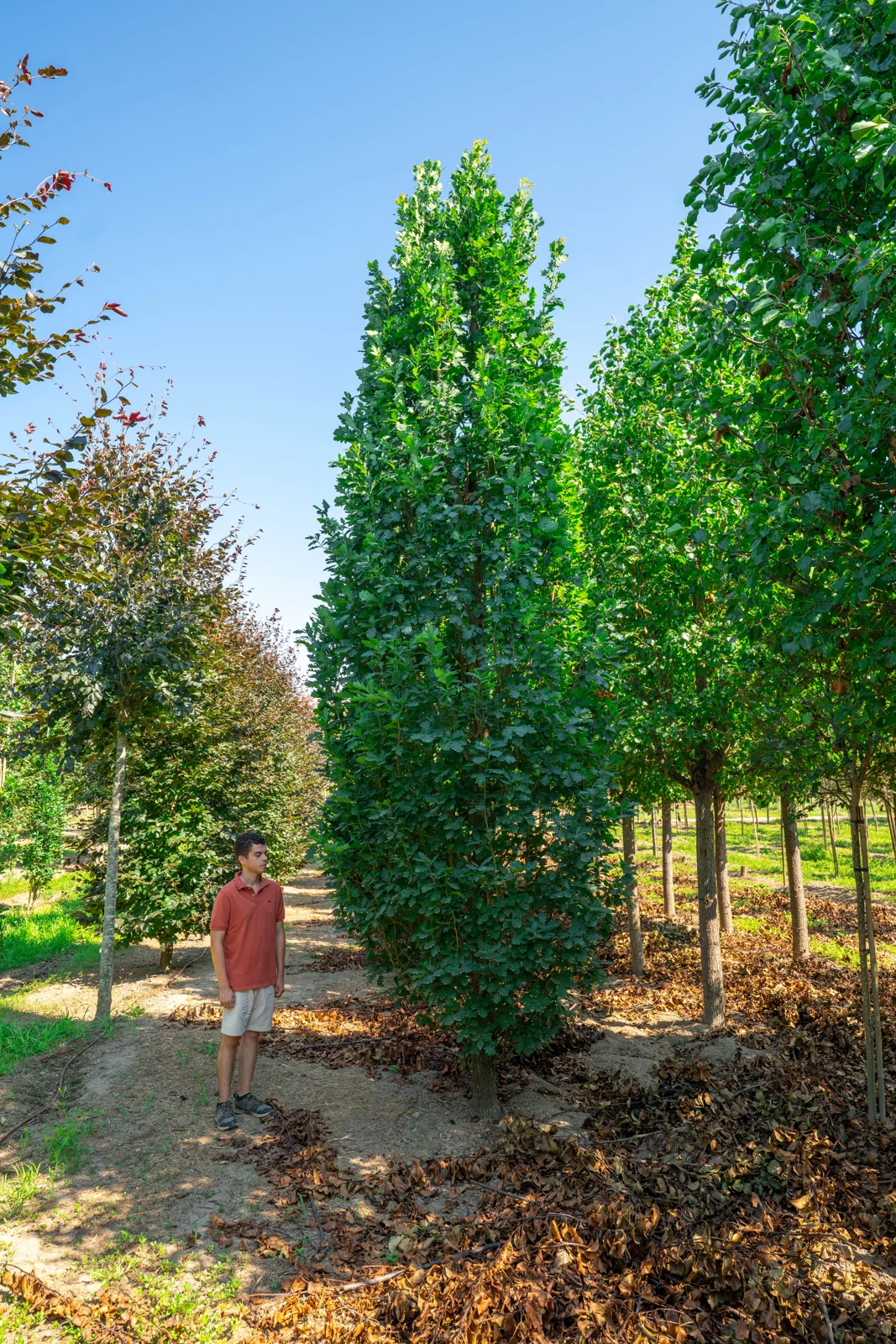 Carvalho-roble 'Fastigiata Koster'