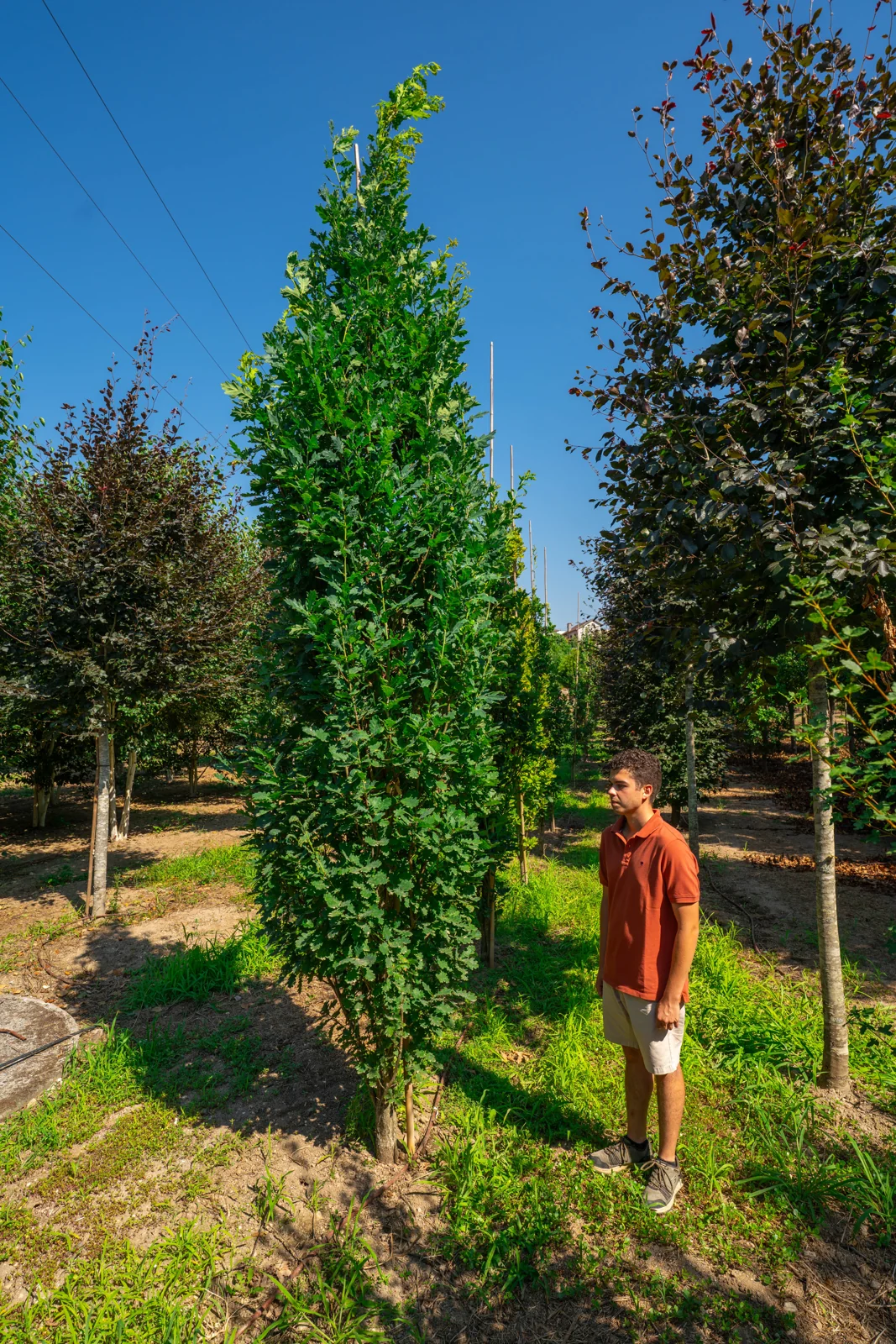 Quercus robur 'Fastigiata Koster'