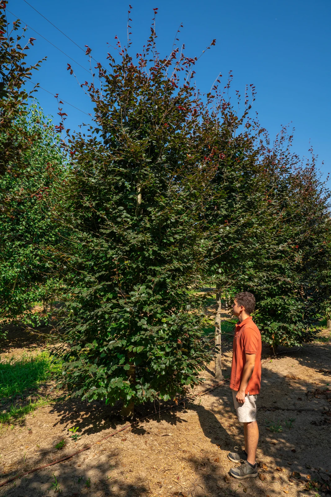 Fagus sylvatica 'Riversii'