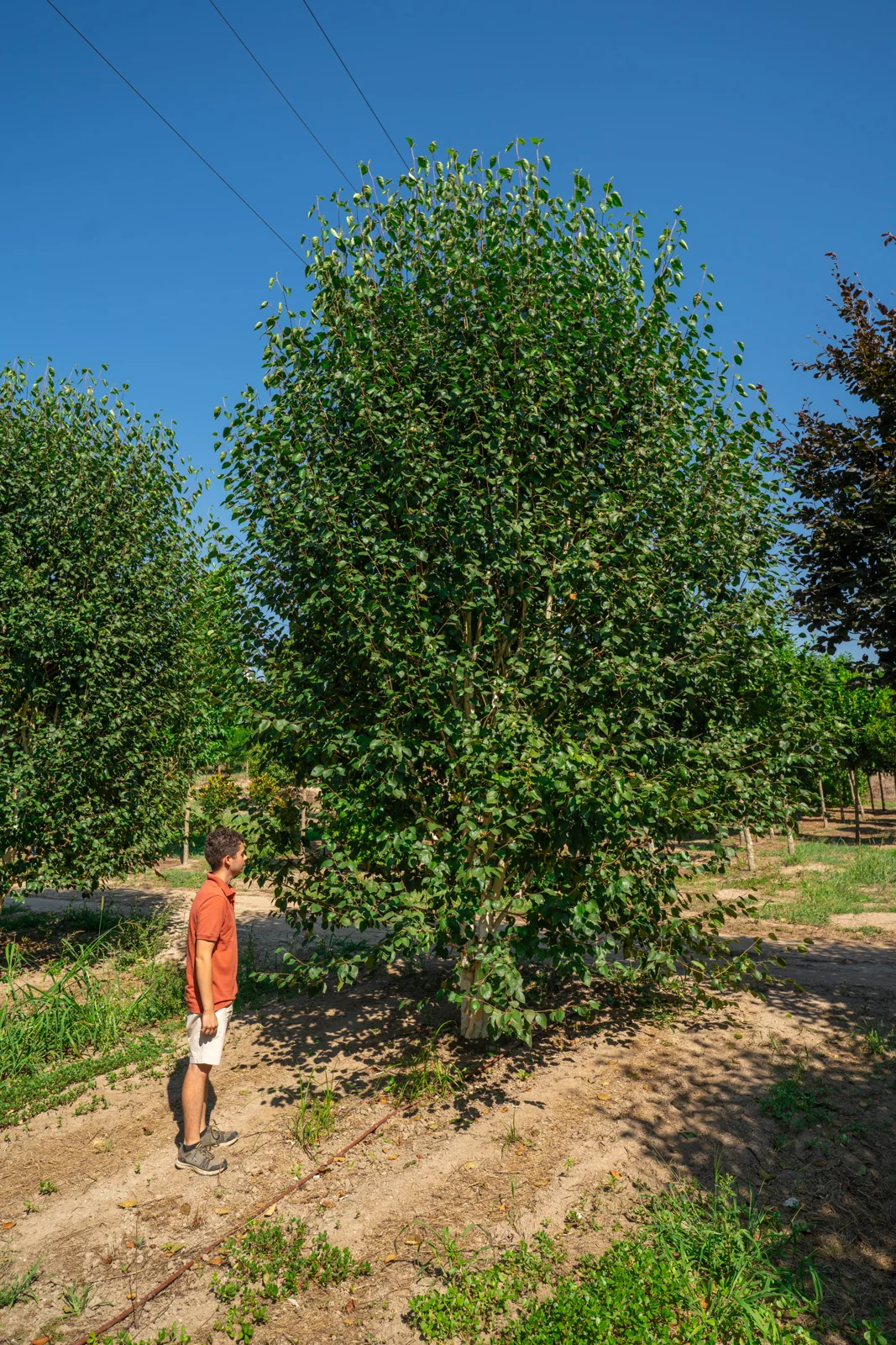 Betula utilis 'Jacquemontii'