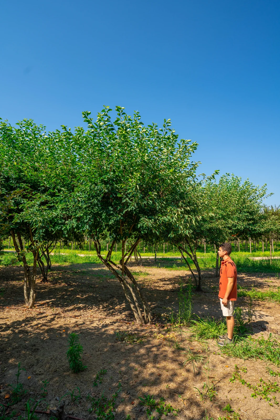 Amelanchier lamarckii