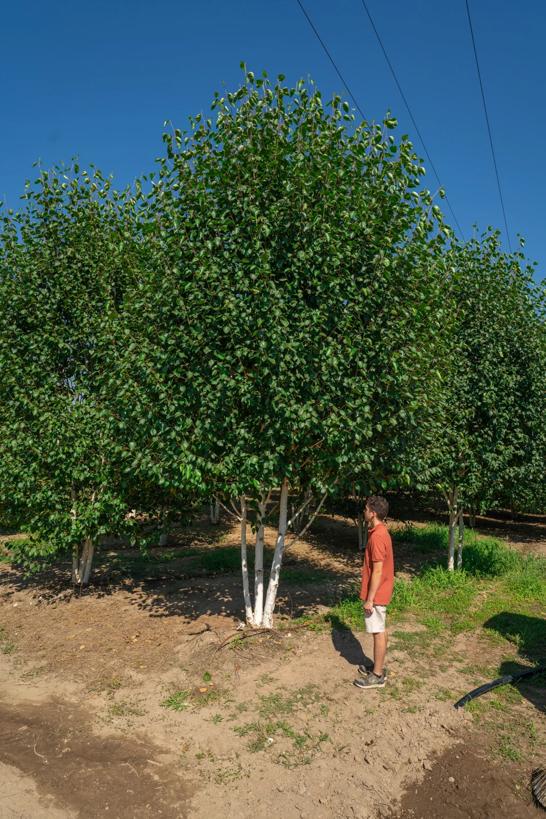 Bétula-do-himalaia 'Jacquemontii'