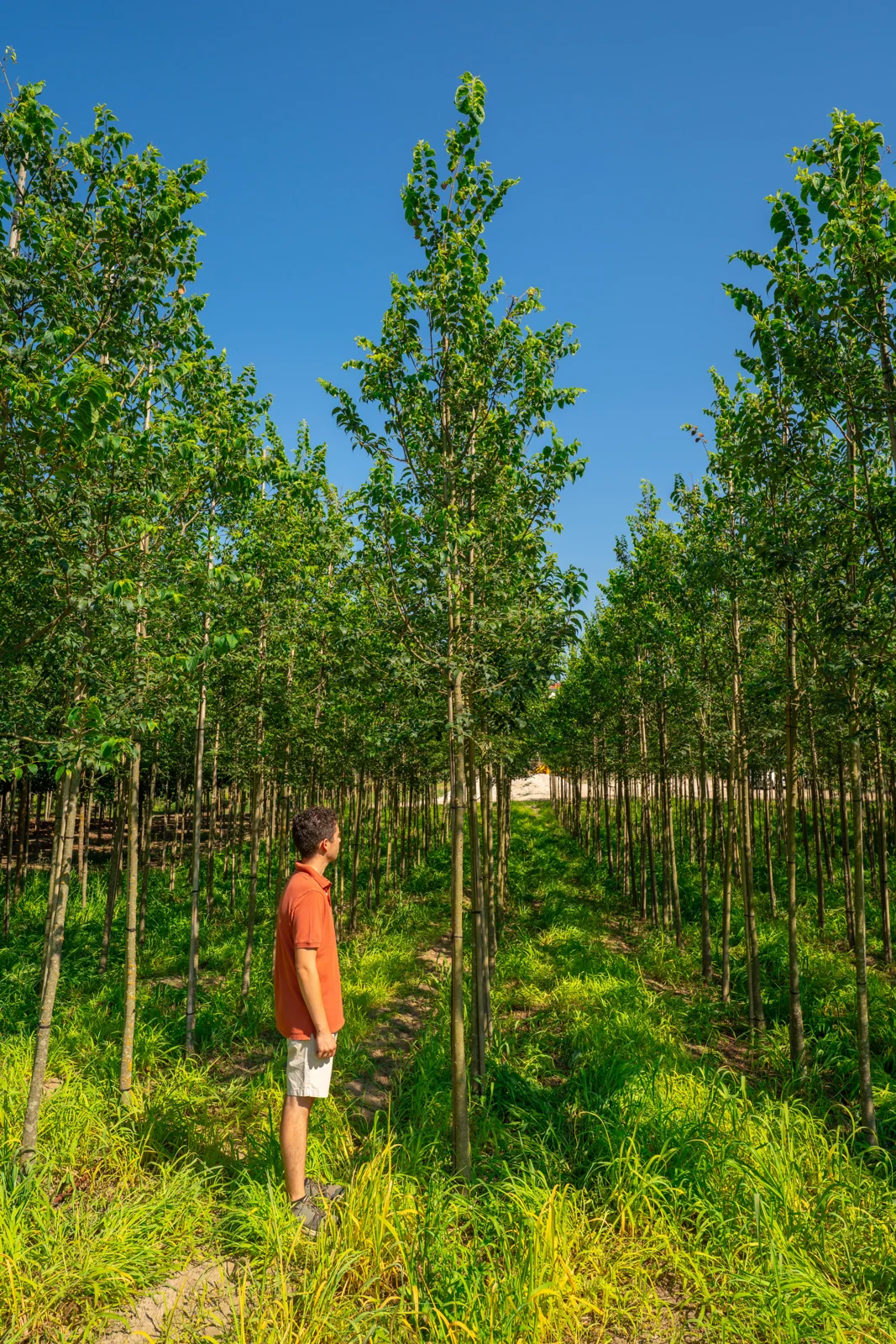 Celtis australis