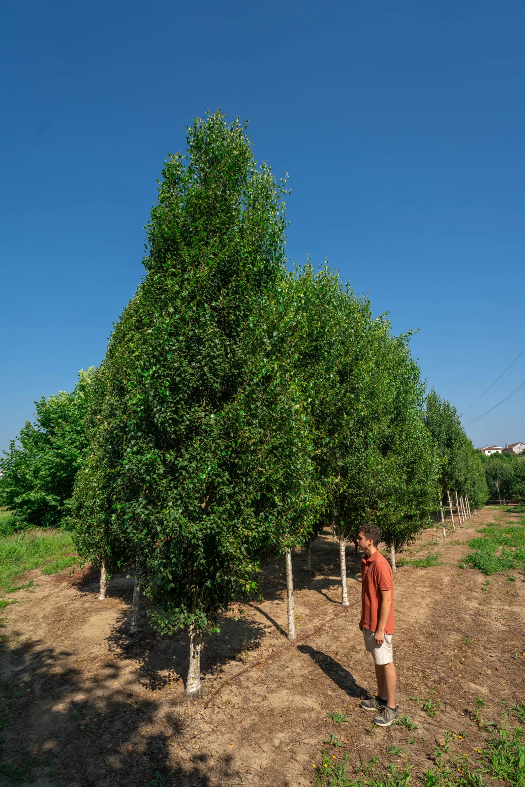Betula pendula 'Fastigiata'