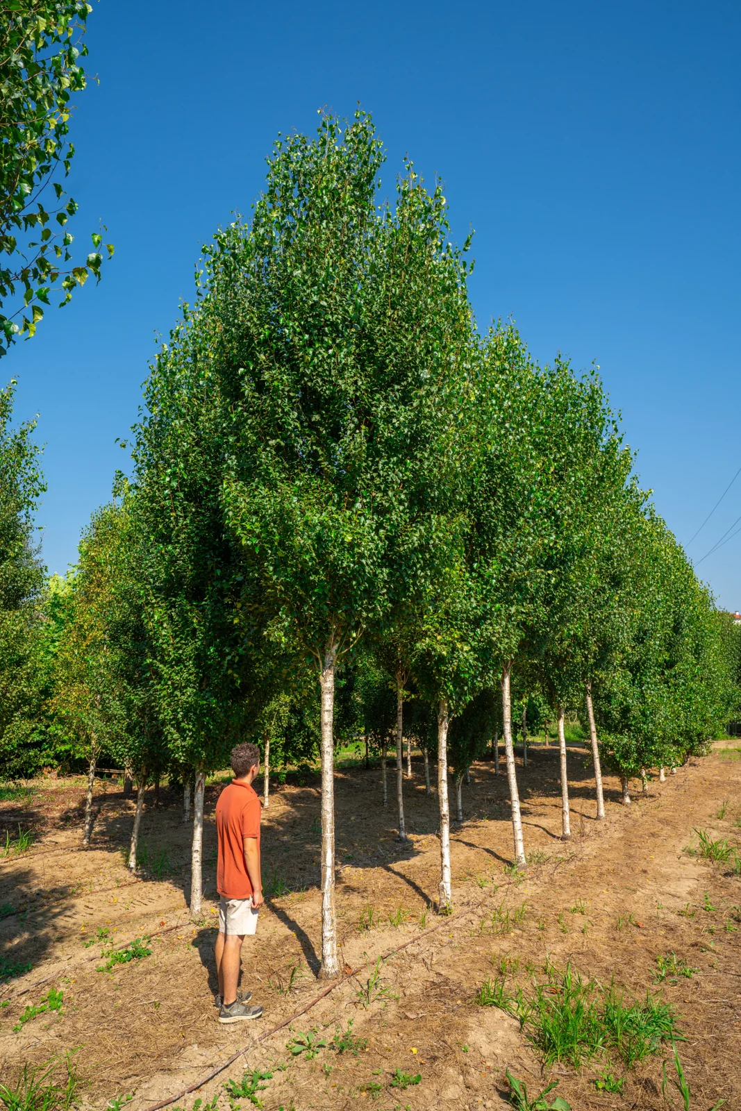 Bétula-branca 'Fastigiata'