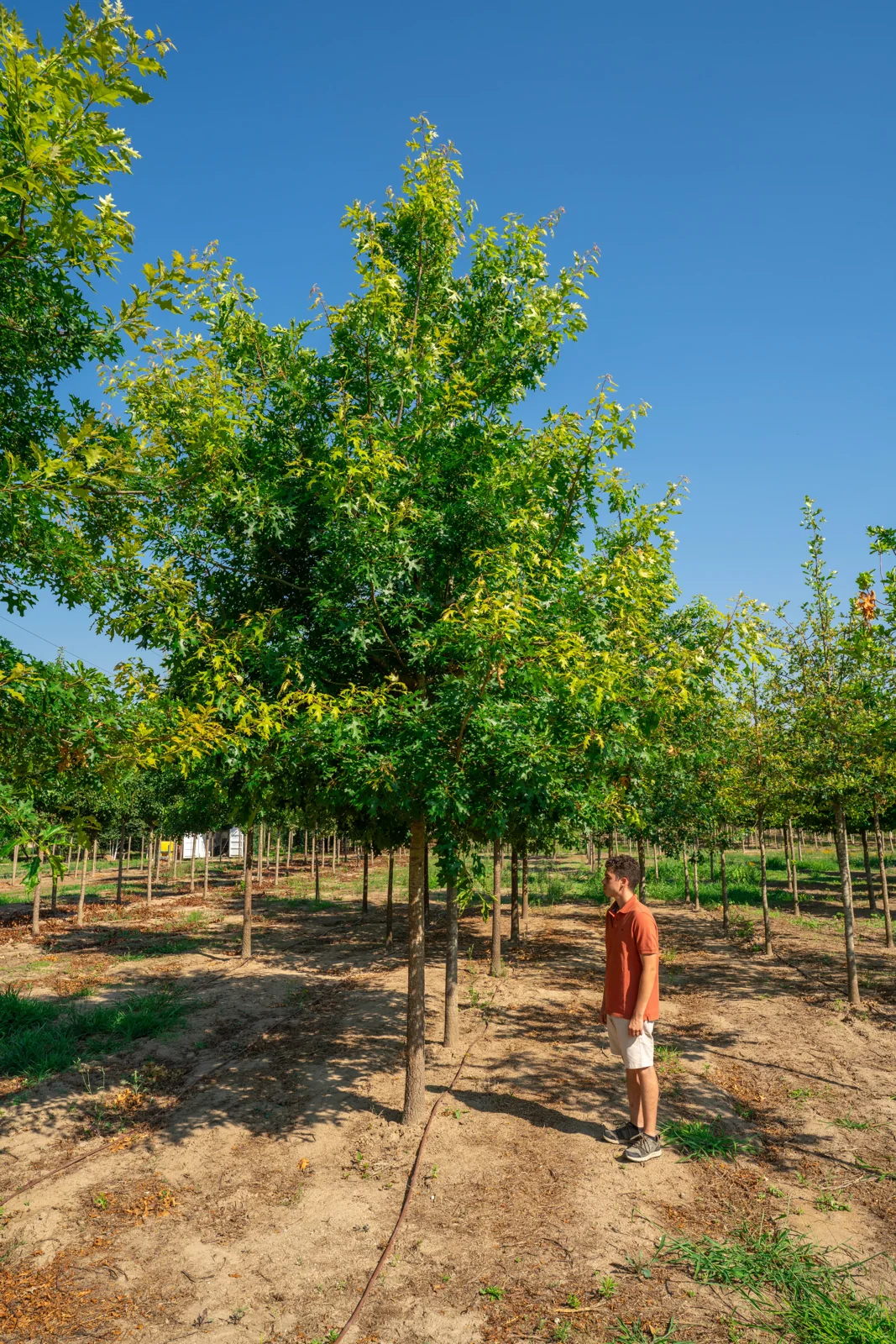 Quercus coccinea