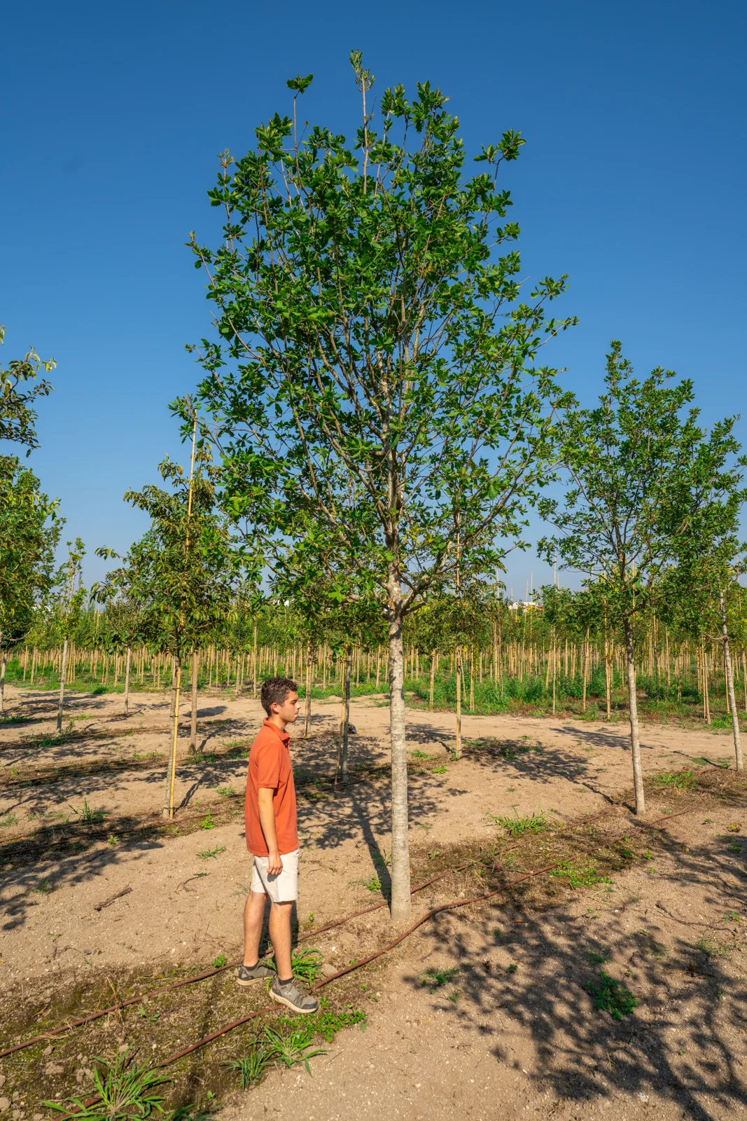 Quercus × turneri 'Pseudoturneri'