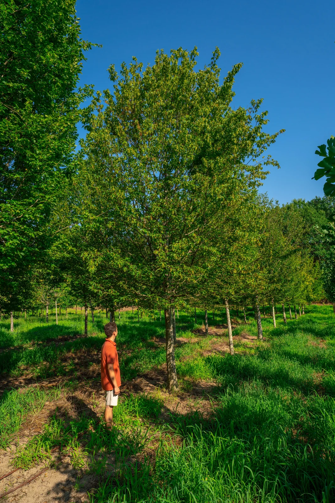 Carpinus betulus