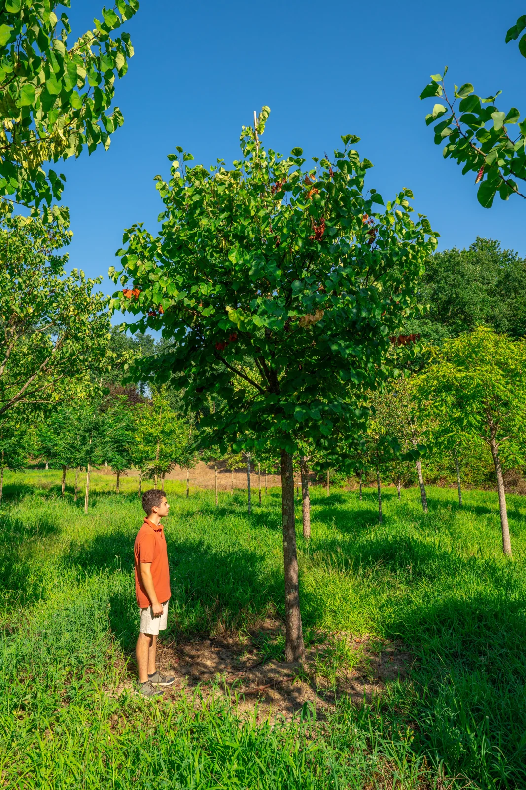 Cercis siliquastrum
