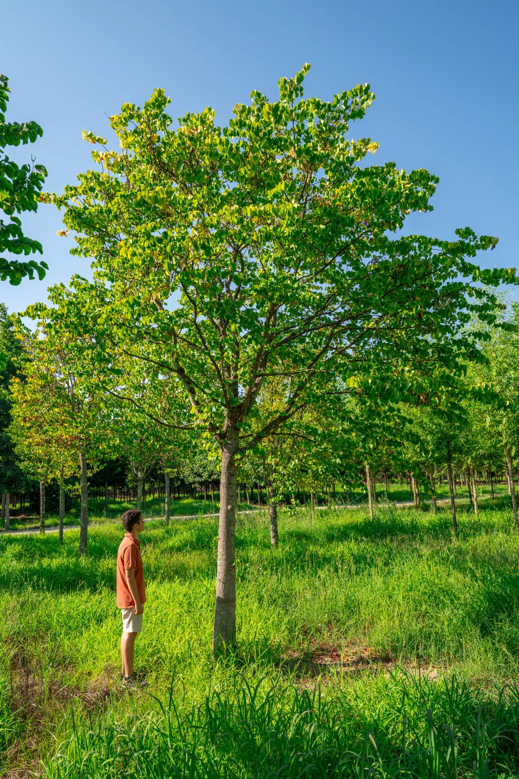 Cercis siliquastrum