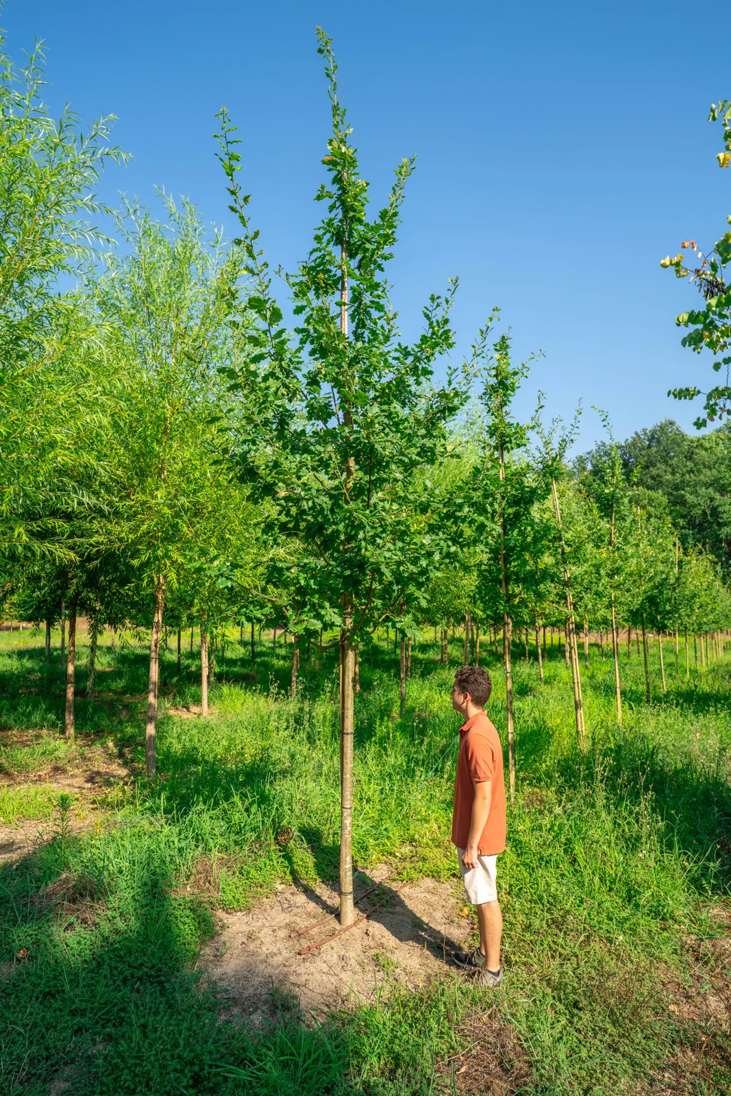 Quercus robur
