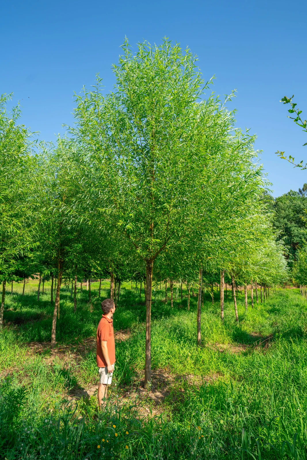 Salix fragilis