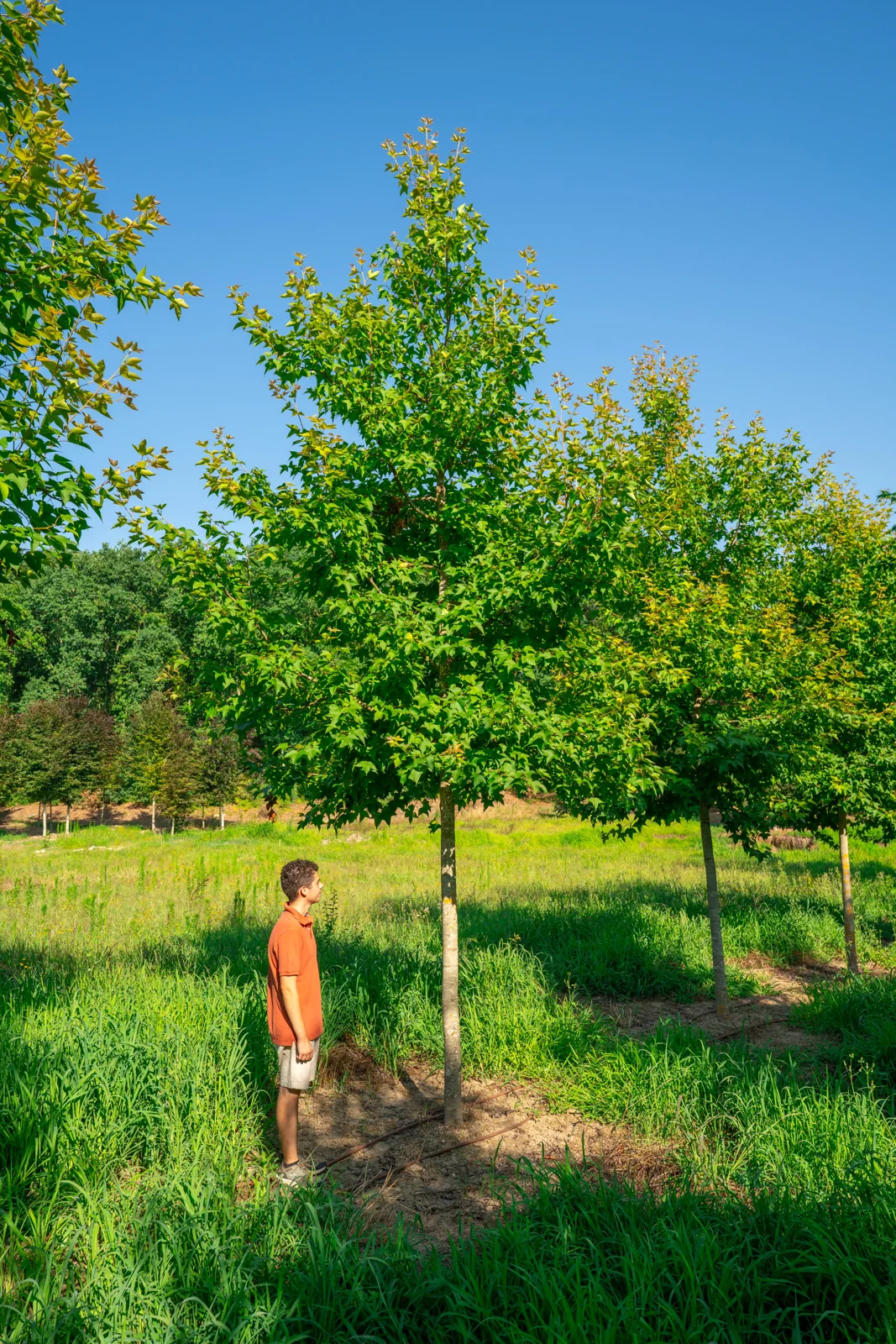 Liquidambar formosana 'Ellen'