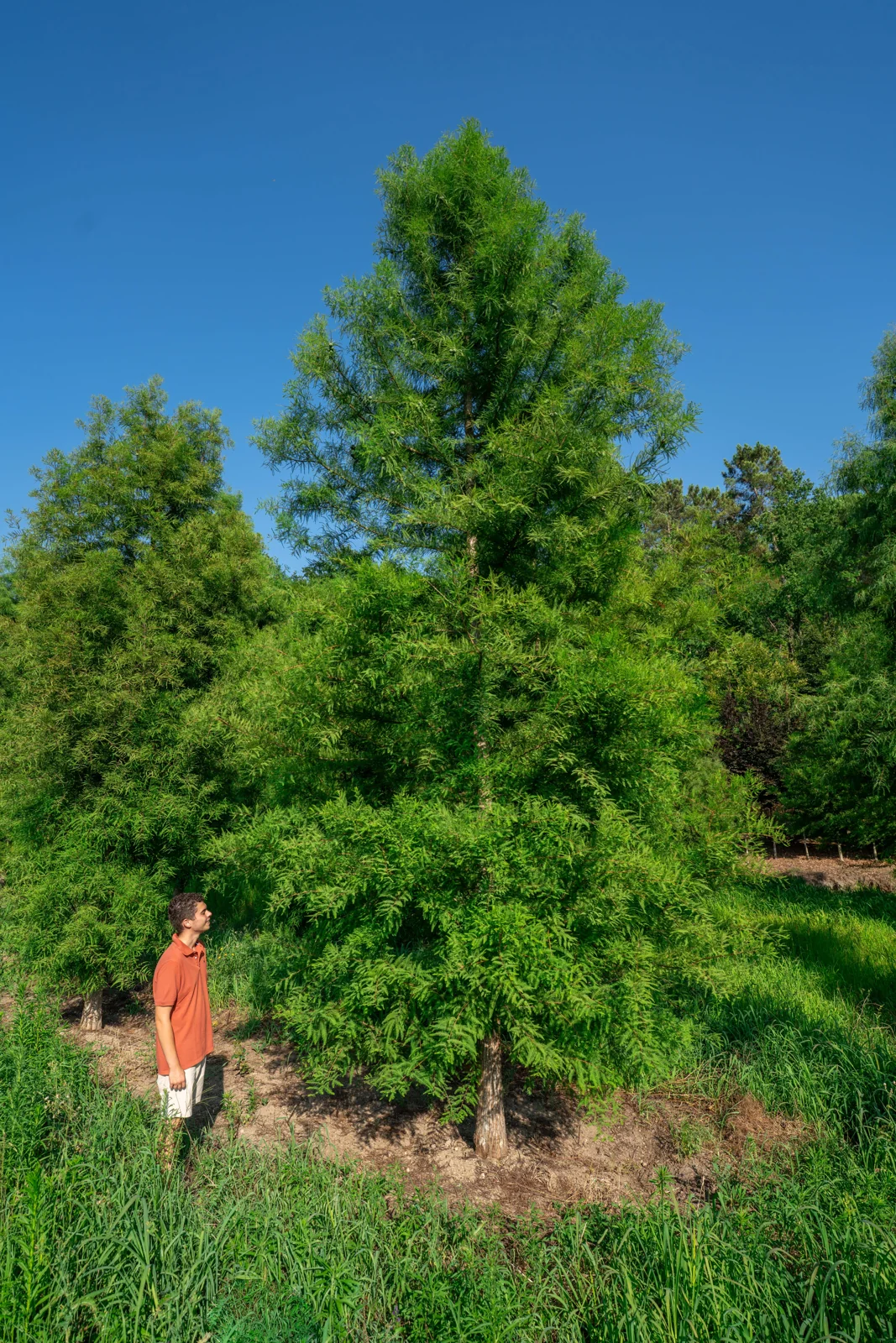 Taxodium distichum