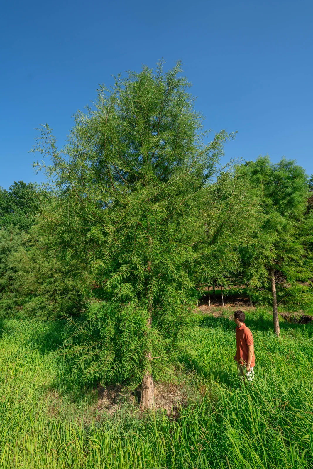 Taxodium distichum