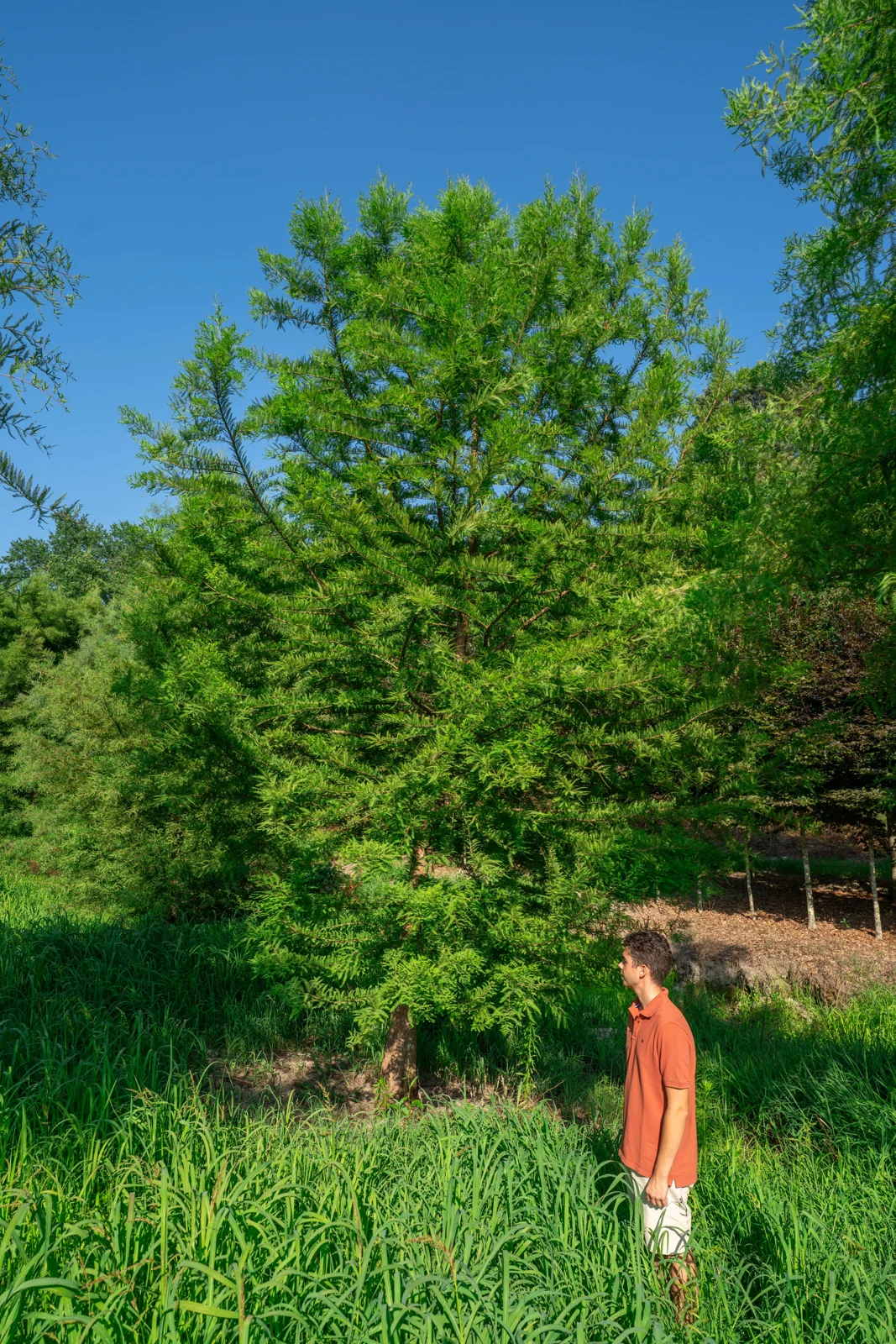 Taxodium distichum