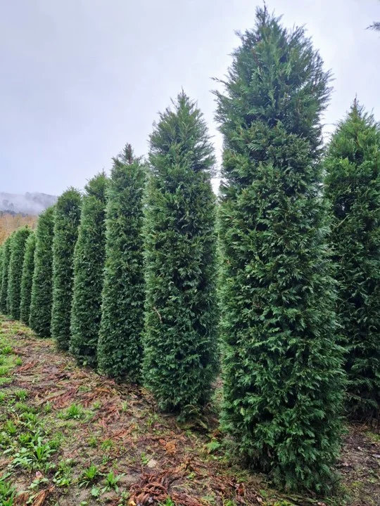 Cupressocyparis leylandii