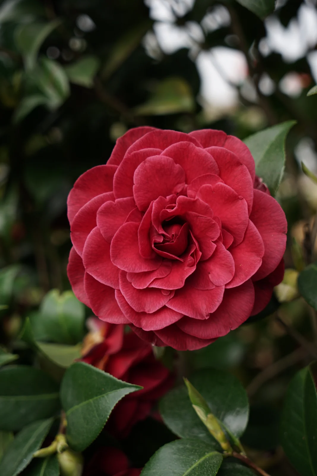 Camelia japonica